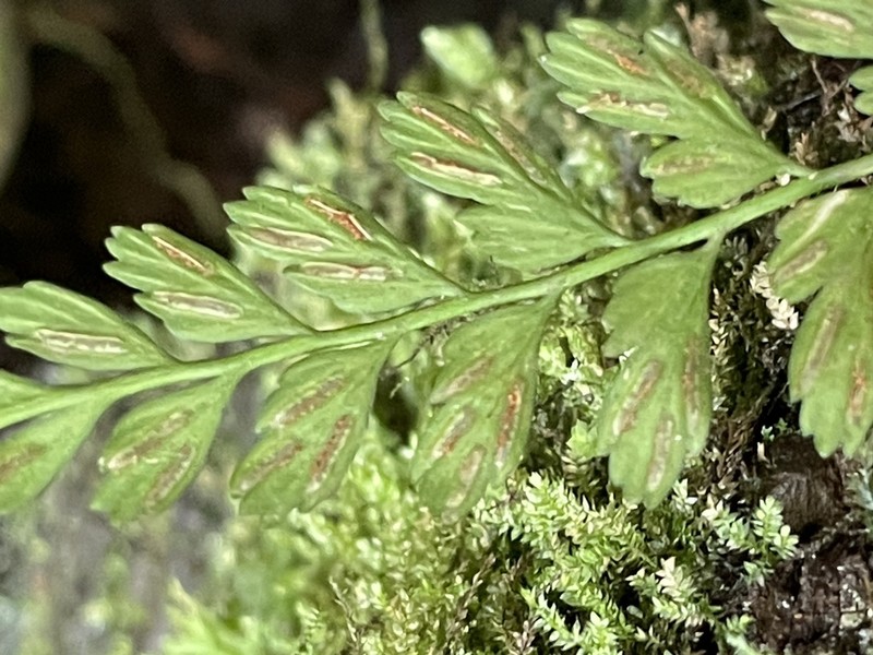 Asplenium parksii