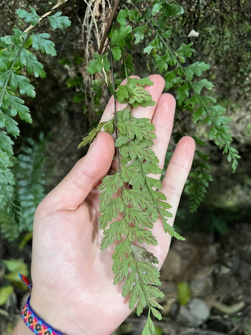 Asplenium parksii photo 3