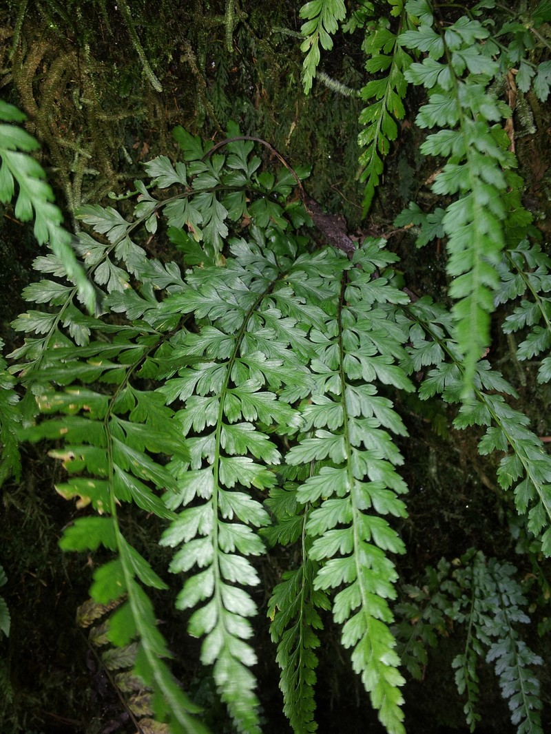 Asplenium parksii photo 6