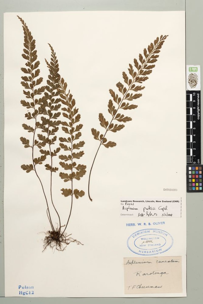 Asplenium parksii photo 2