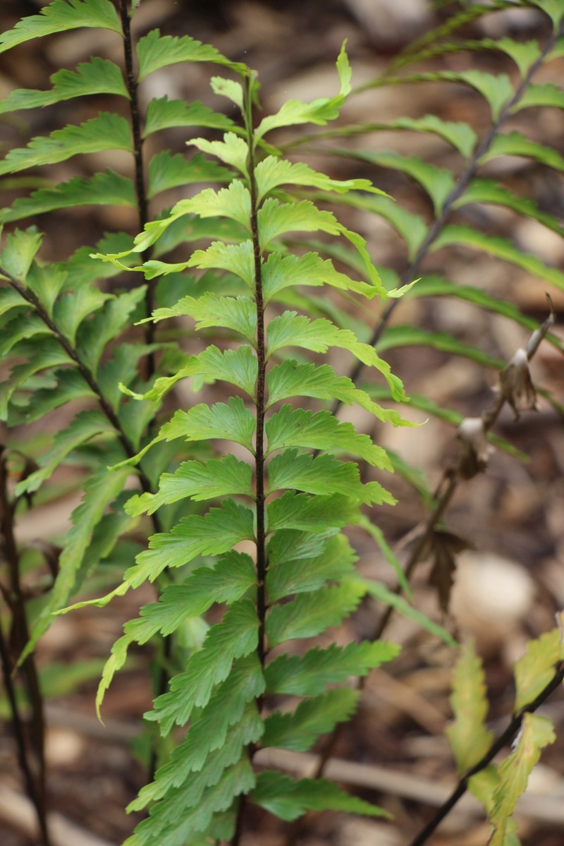 Asplenium parvum
