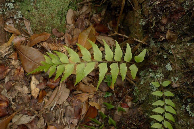 Asplenium parvum photo 4