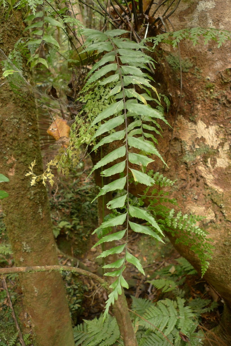 Asplenium parvum photo 5