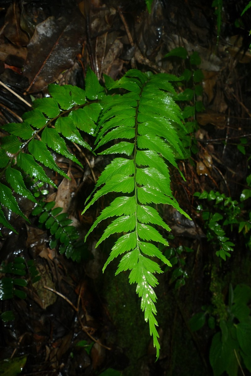 Asplenium parvum photo 2