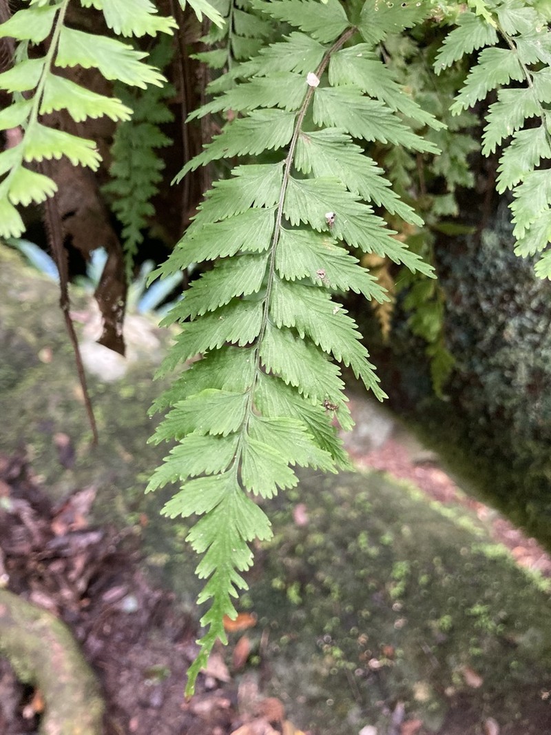 Asplenium parvum photo 3