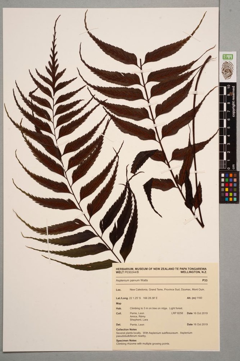 Asplenium parvum photo 4