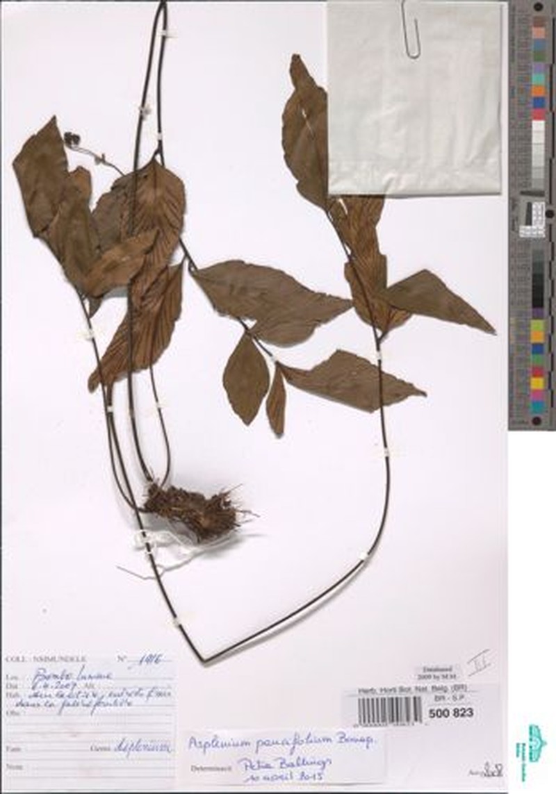 Asplenium paucifolium