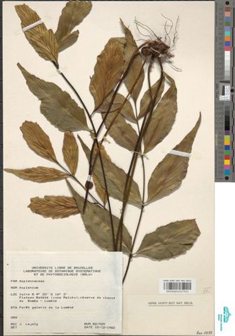 Asplenium paucifolium photo 2