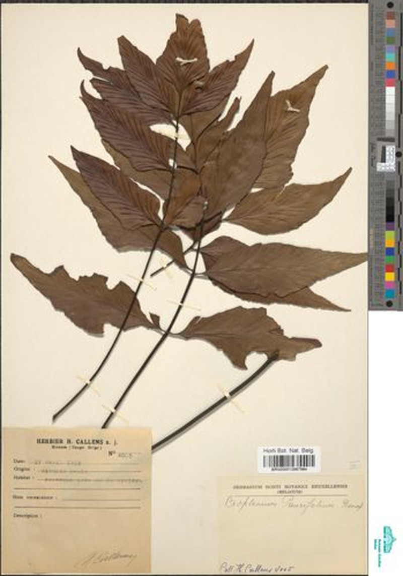 Asplenium paucifolium photo 3