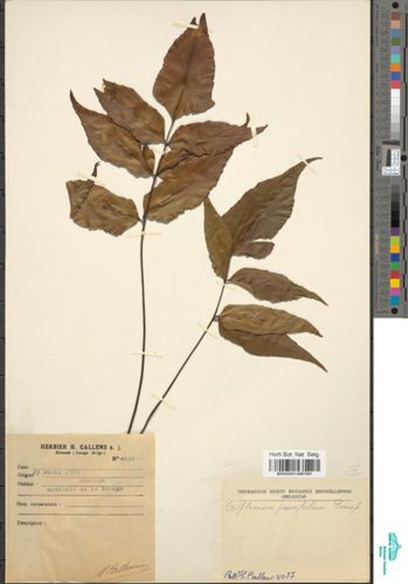 Asplenium paucifolium photo 4