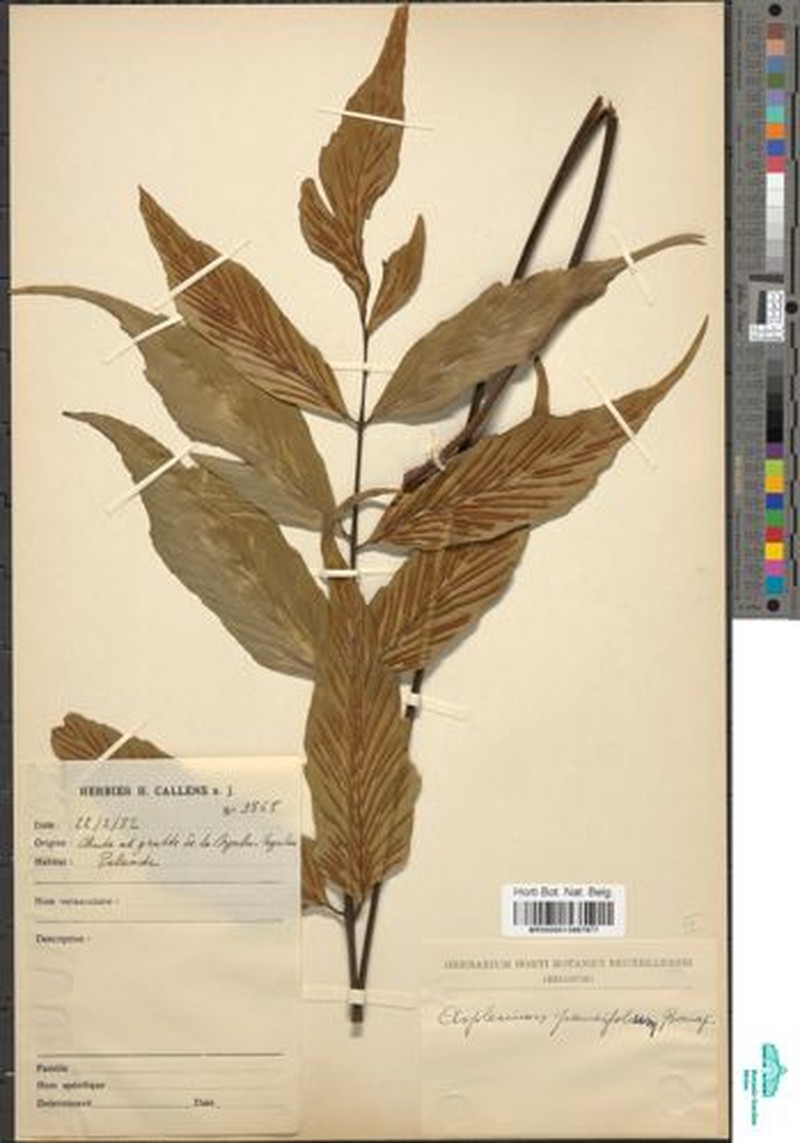 Asplenium paucifolium photo 5