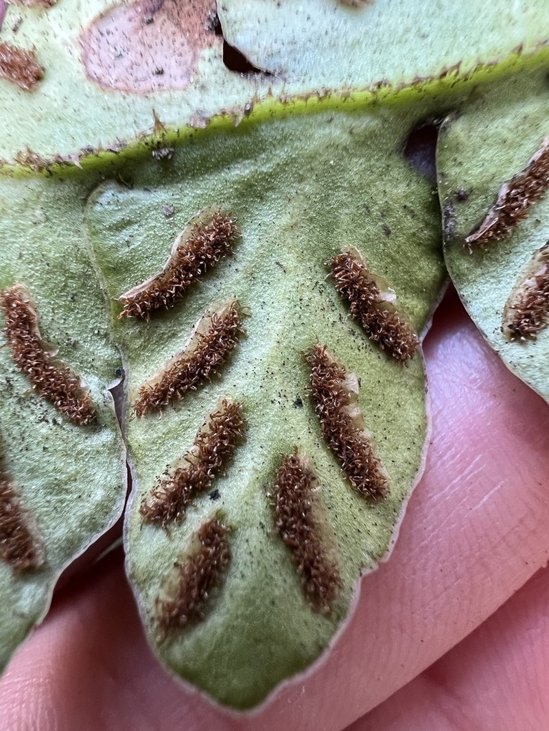 Asplenium paucivenosum