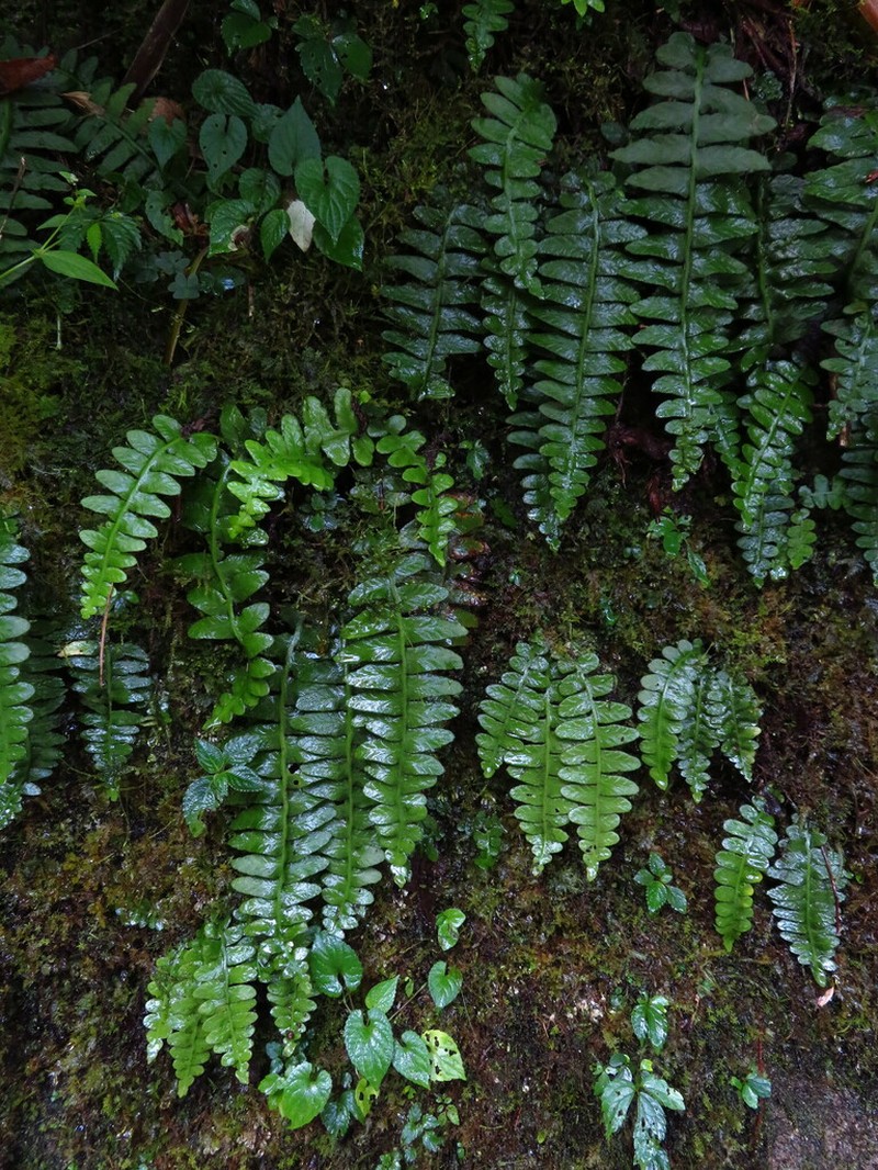 Asplenium paucivenosum photo 4