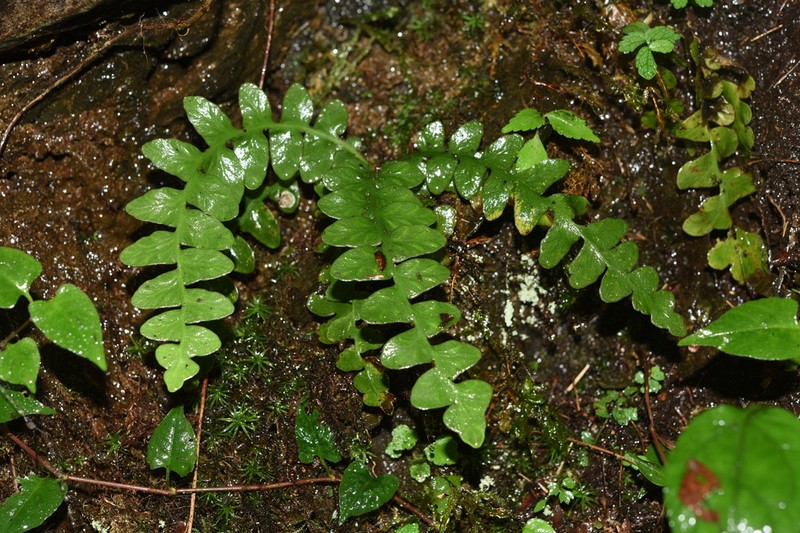 Asplenium paucivenosum photo 5