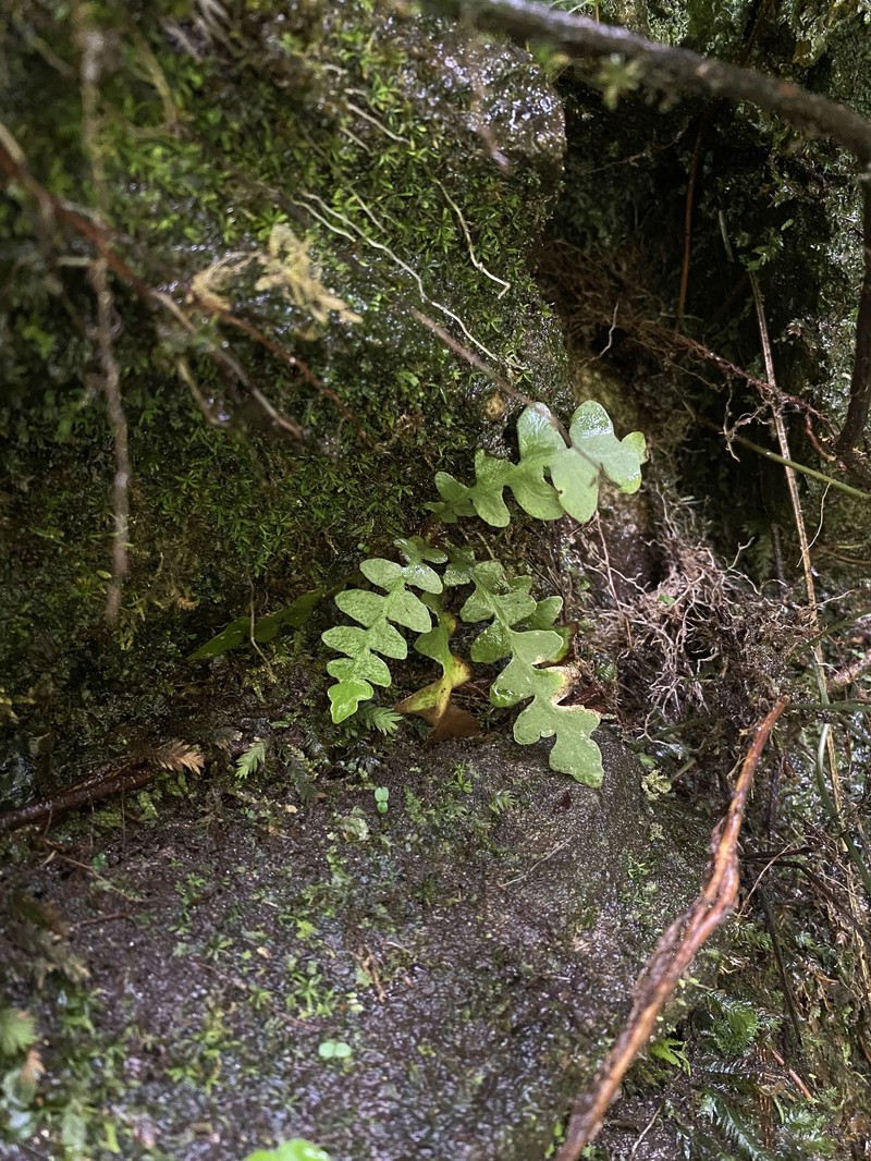 Asplenium paucivenosum photo 6