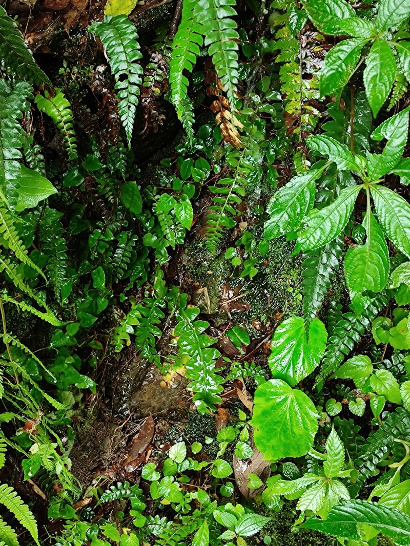 Asplenium paucivenosum photo 8