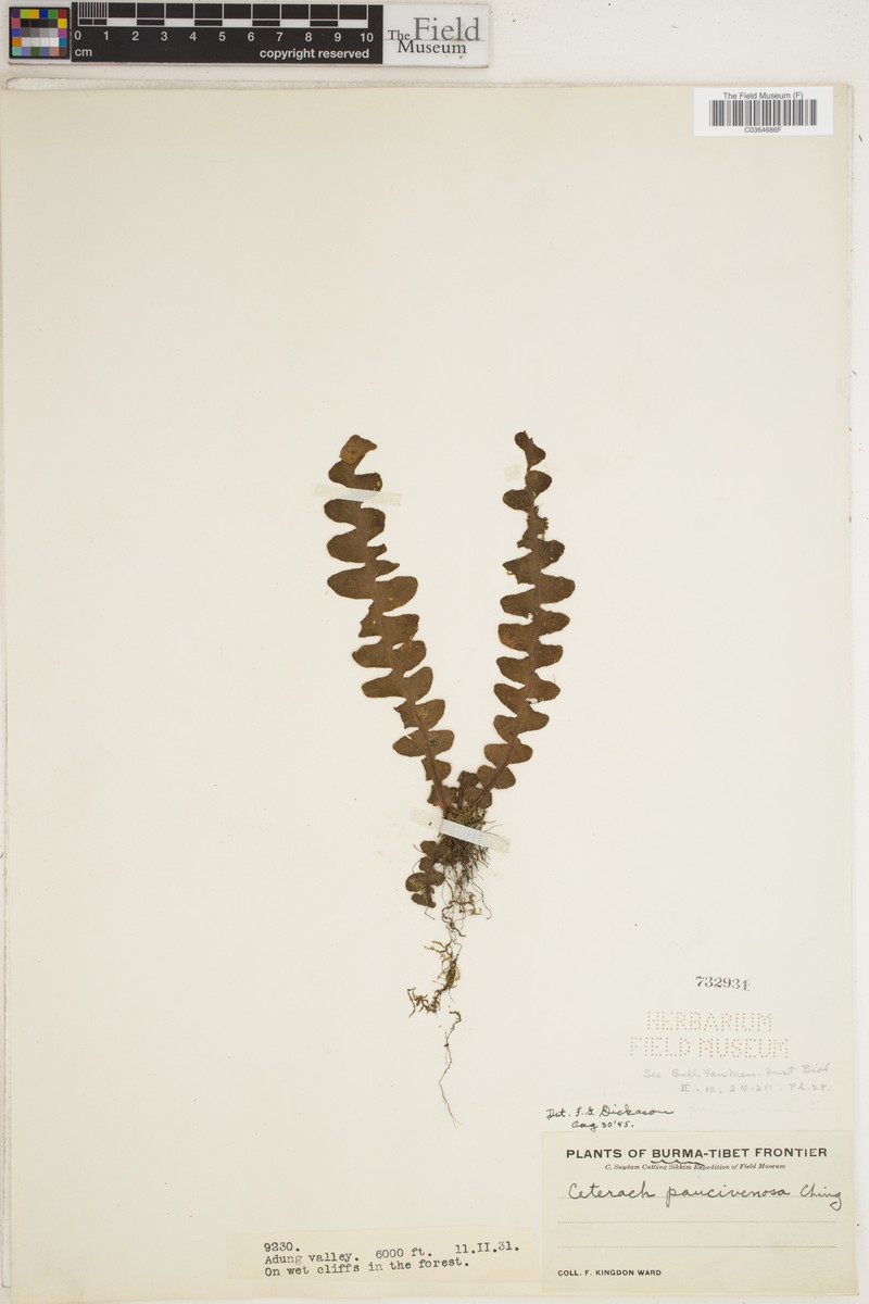 Asplenium paucivenosum subsp. paucivenosum