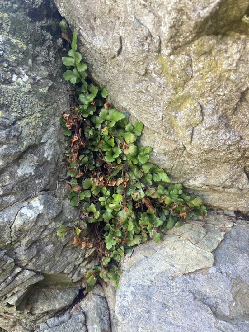 Asplenium pauperequitum