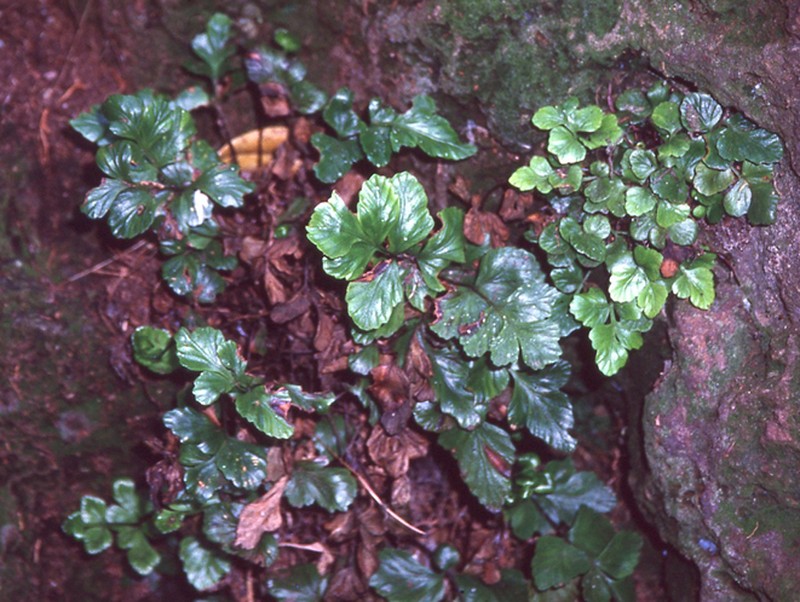 Asplenium pauperequitum photo 2