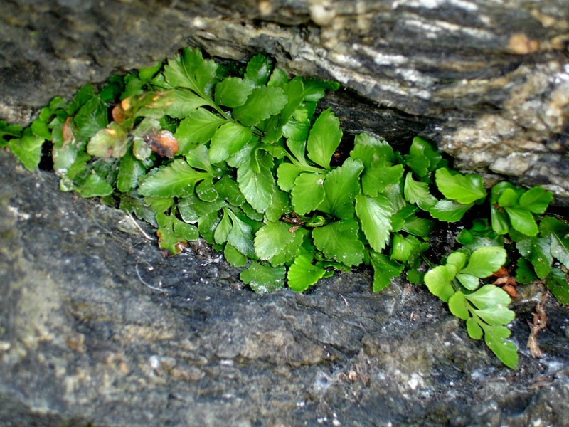 Asplenium pauperequitum photo 3