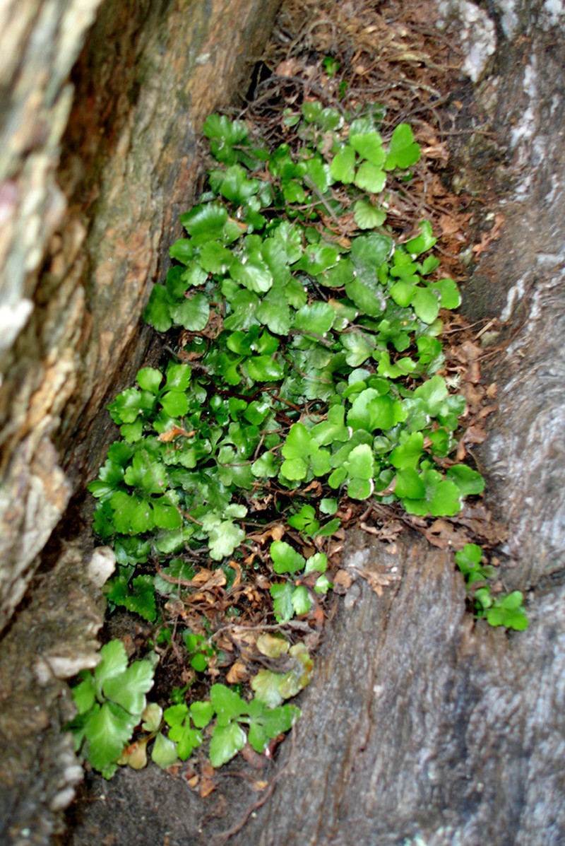 Asplenium pauperequitum photo 4
