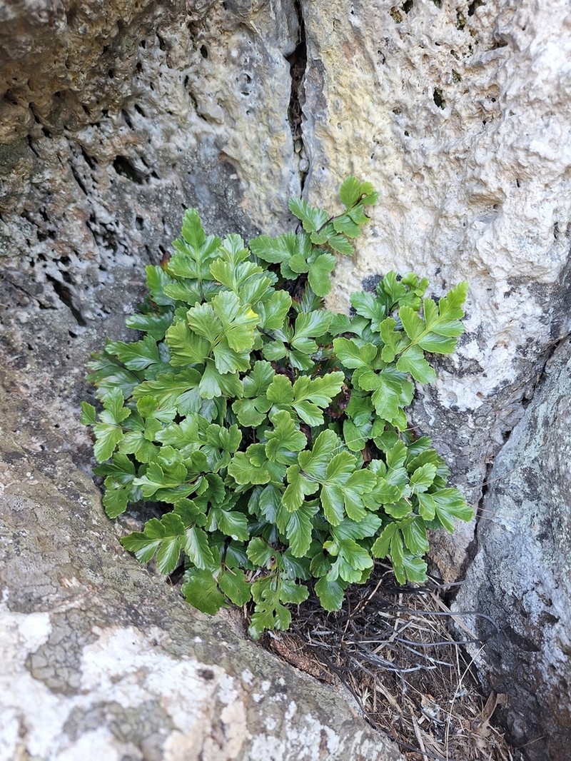 Asplenium pauperequitum photo 5