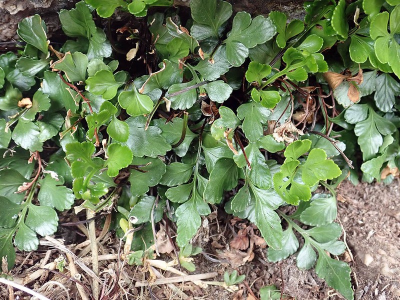 Asplenium pauperequitum photo 6