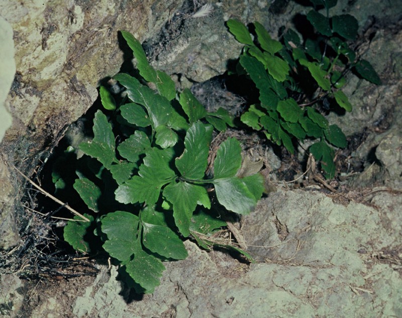 Asplenium pauperequitum photo 7