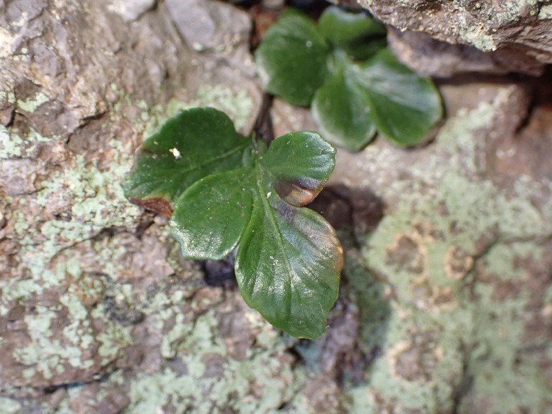Asplenium pauperequitum photo 8