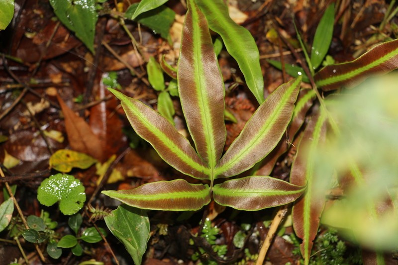 Asplenium pearcei photo 3