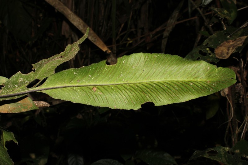 Asplenium pearcei photo 4