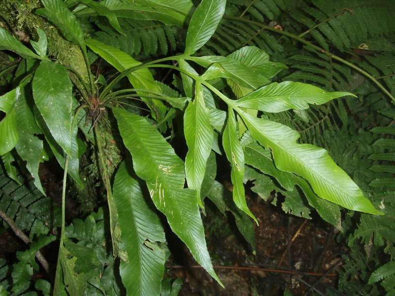 Asplenium pearcei photo 6