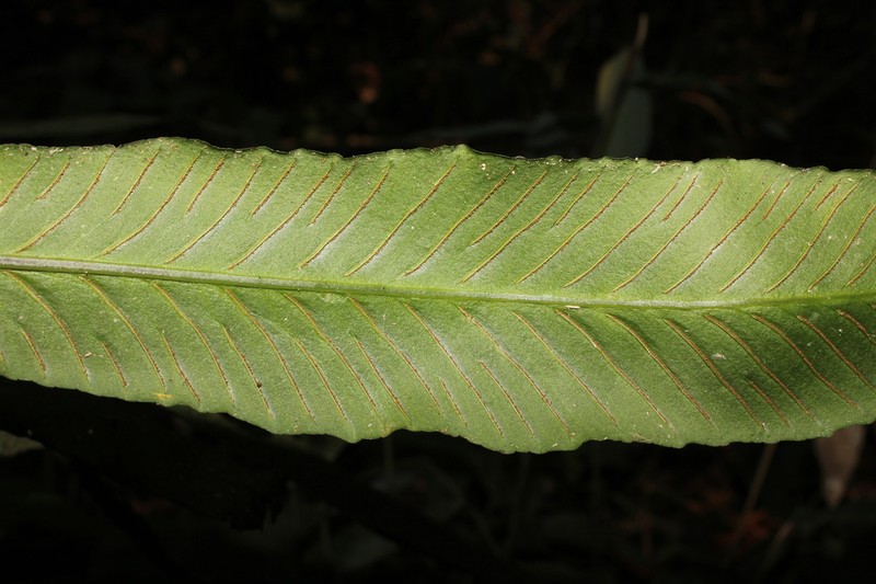 Asplenium pearcei photo 7
