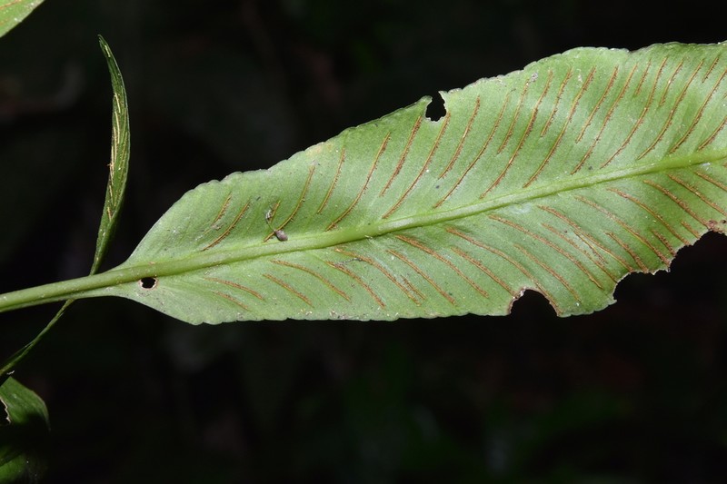 Asplenium pearcei photo 8