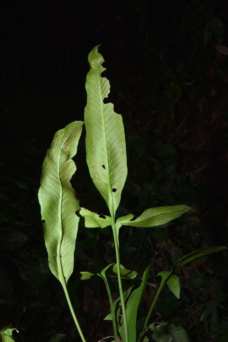 Asplenium pearcei