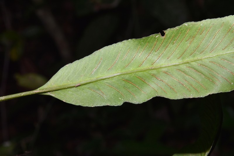 Asplenium pearcei photo 2