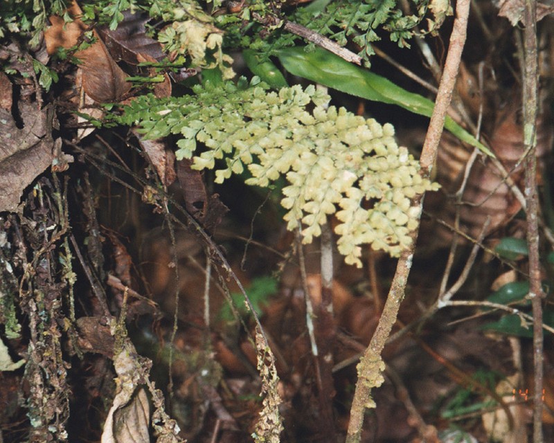 Asplenium pedicularifolium