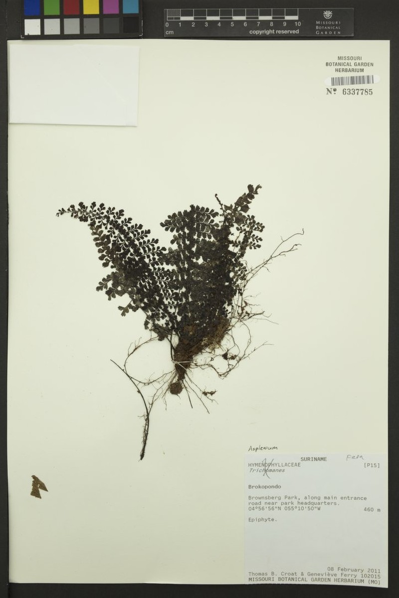 Asplenium pedicularifolium photo 2
