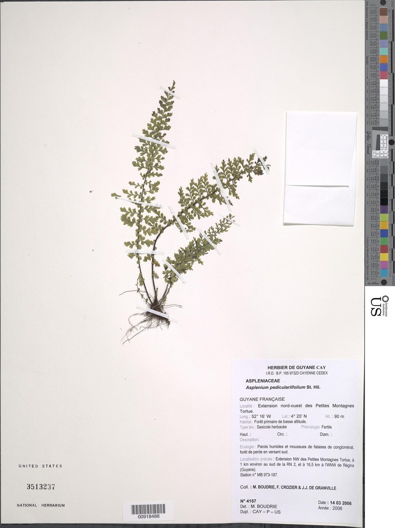 Asplenium pedicularifolium photo 3