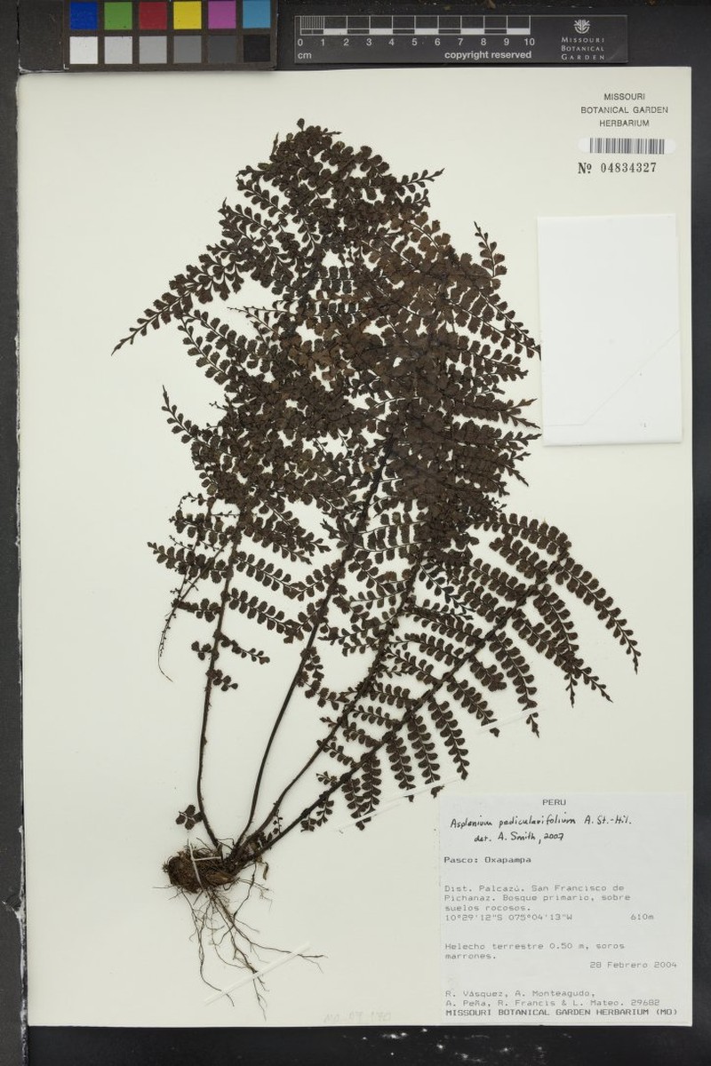 Asplenium pedicularifolium photo 4