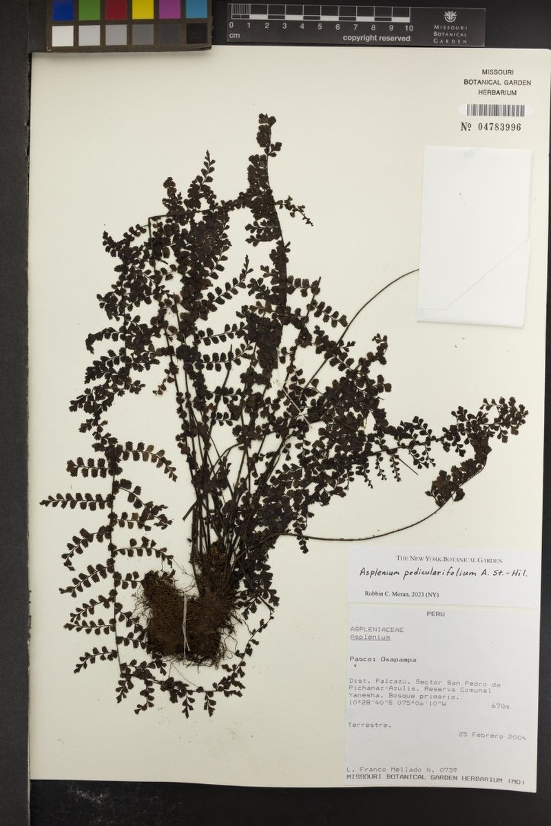 Asplenium pedicularifolium photo 5