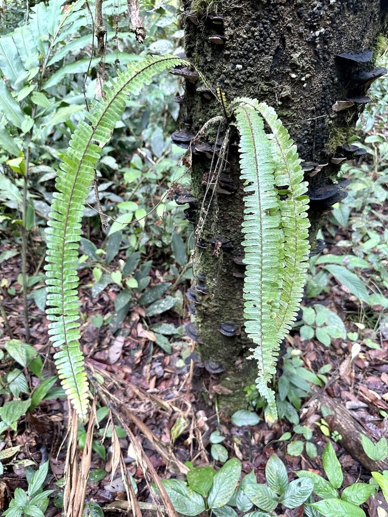 Asplenium pellucidum photo 2