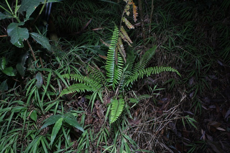 Asplenium pellucidum photo 3