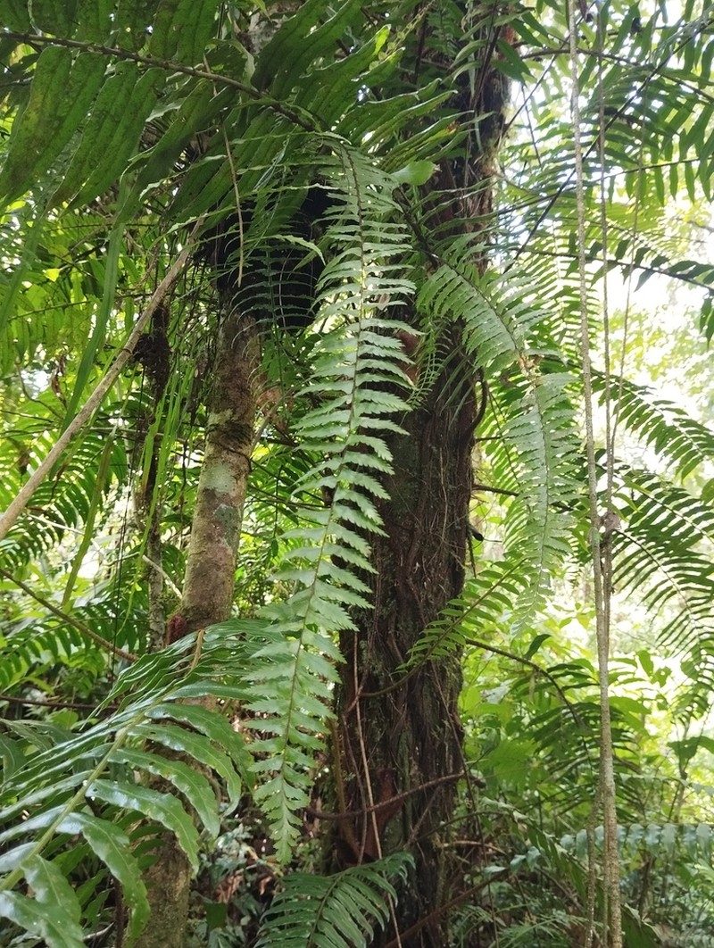 Asplenium pellucidum photo 4