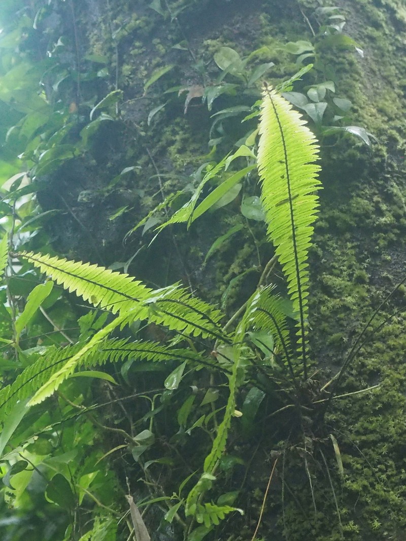 Asplenium pellucidum photo 6