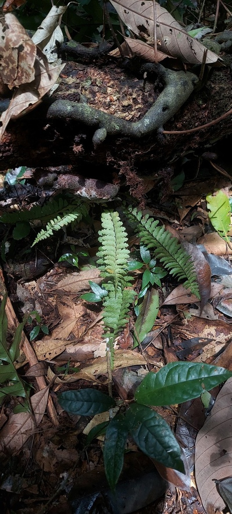 Asplenium pellucidum photo 7