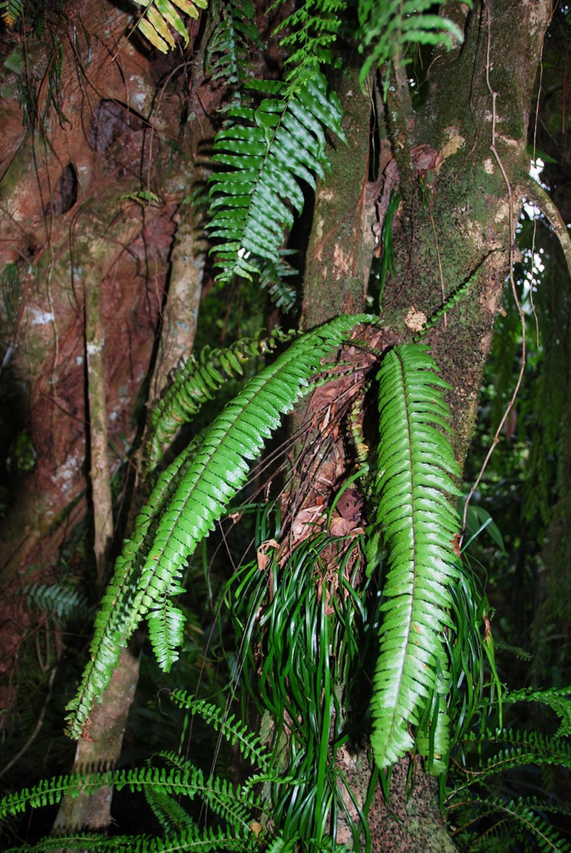 Asplenium pellucidum photo 8