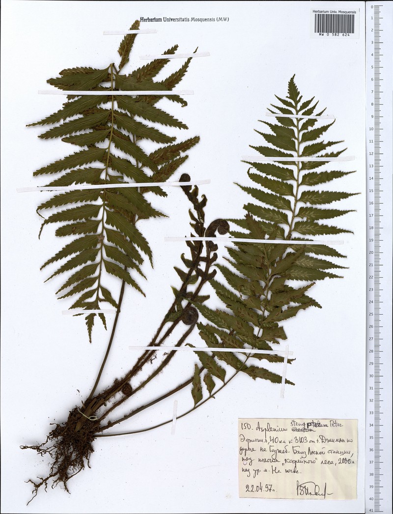 Asplenium pellucidum subsp. pellucidum