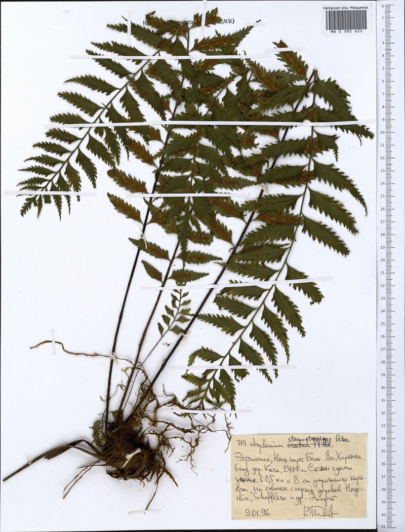 Asplenium pellucidum subsp. pellucidum photo 2