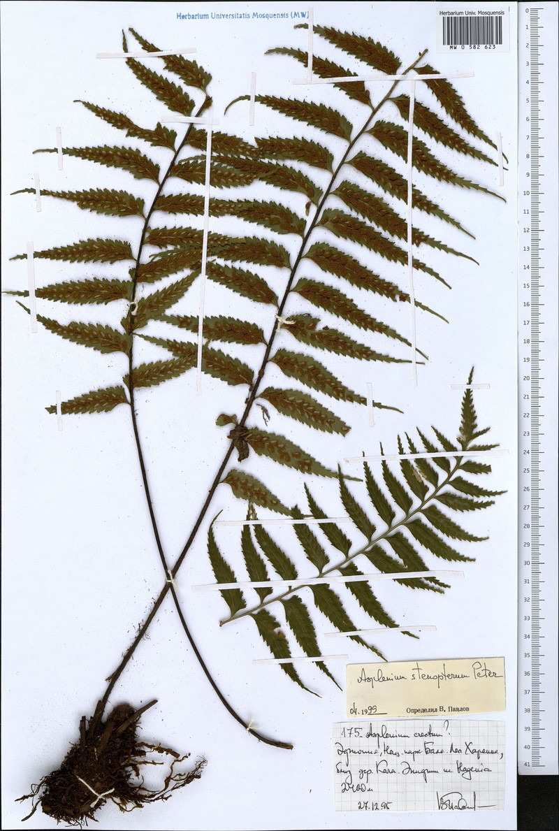 Asplenium pellucidum subsp. pellucidum photo 3